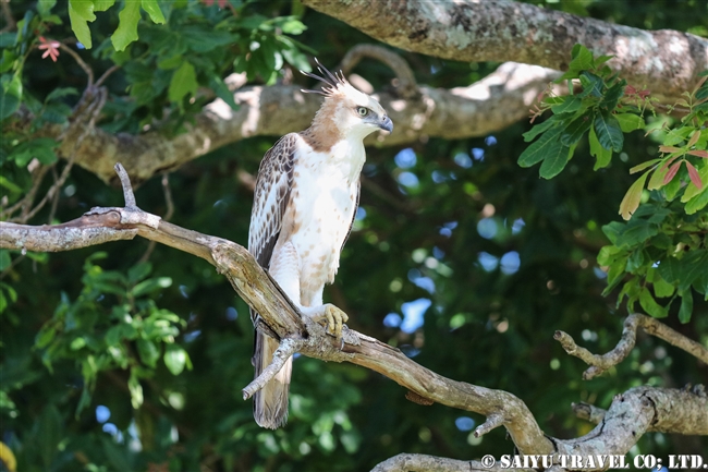 ウダワラウェ国立公園 Udawalawe National Park カワリクマタカ Changeable hawk eagle (6)