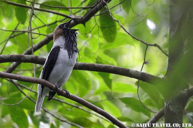 アゴヒゲスズドリ Bearded Bellbird ASA WRIGHT NATURE CENTRE (1)