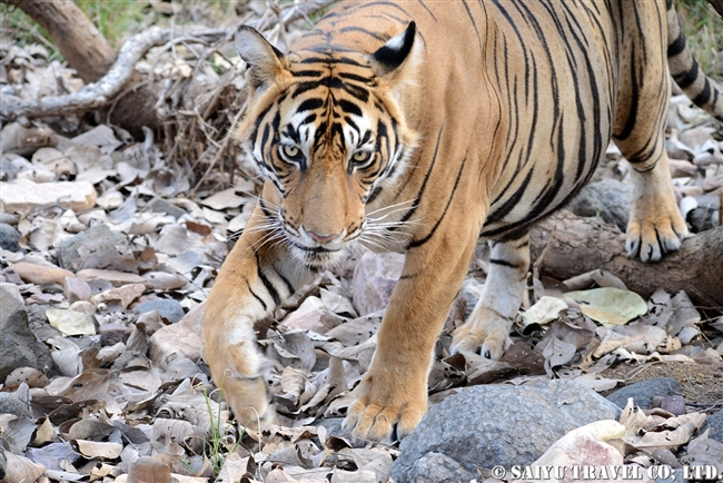 ランタンボール　ベンガルトラ　T-72 Ranthambore Bengal Tiger (11)