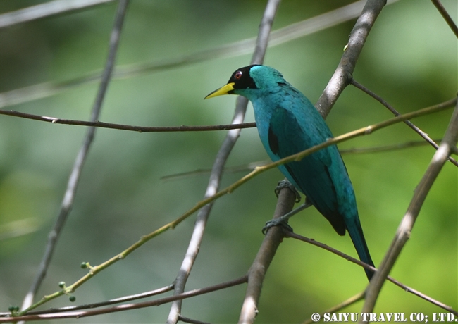 ズグロミツドリ Green Honeycreeper ASA WRIGHT NATURE CENTRE