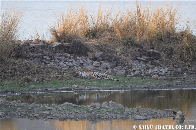 ランタンボール　アローヘッド arrowhead Ranthambore