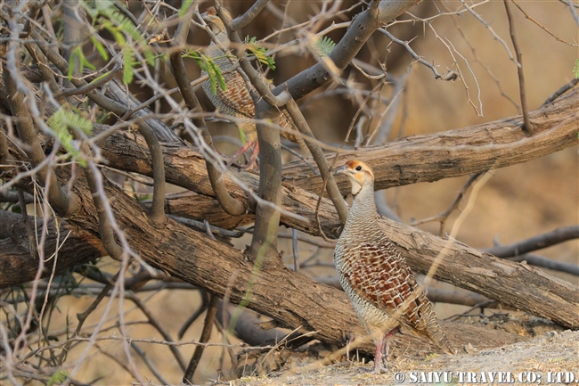 シマシャコ Grey francolin ヴェラヴァダール・ブラックバック国立公園 velavadar blackbuck national park