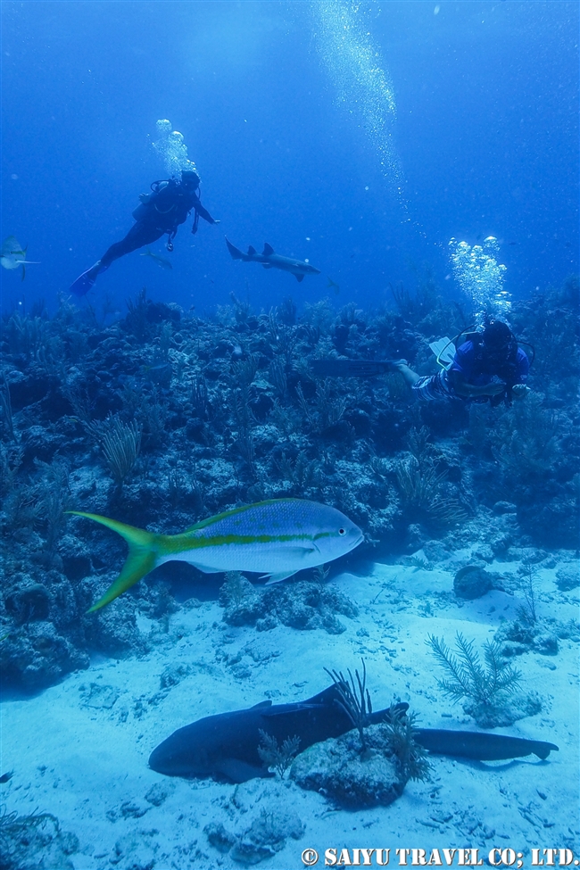 コモリザメ　Nurse Shark ベリーズ　ダイビング　アンバーグリスキー　Ambergris Caye (10)