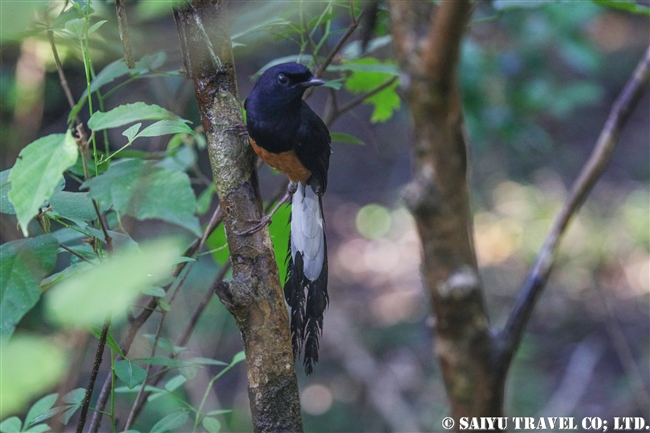 White-rumped shama　アカハラシキチョウ　ウィルパットゥ国立公園　Wilpattu National Park (4)