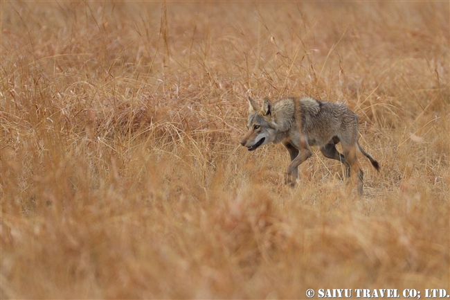インドオオカミ Indian Wolf ヴェラヴァダール・ブラックバック国立公園 velavadar blackbuck national park
