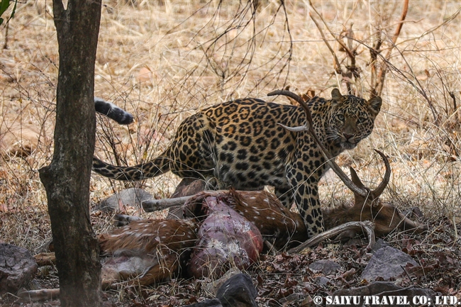 ランタンボール　インドヒョウ　レオパード Indian Leopard (7)