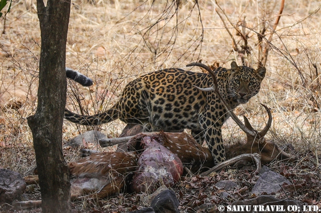 ヒョウ Leopard ワイルドライフ Wildlife 世界の野生動物観察日記