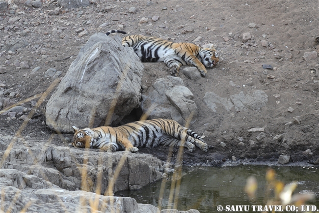 ランタンボール　ベンガルトラ　T41ライラ　Ranthambore Bengaltger (3)