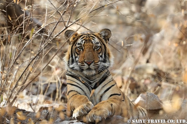 ランタンボール　ベンガルトラ　A cub of T-41 Ranthmabore Bengaltiger (9)