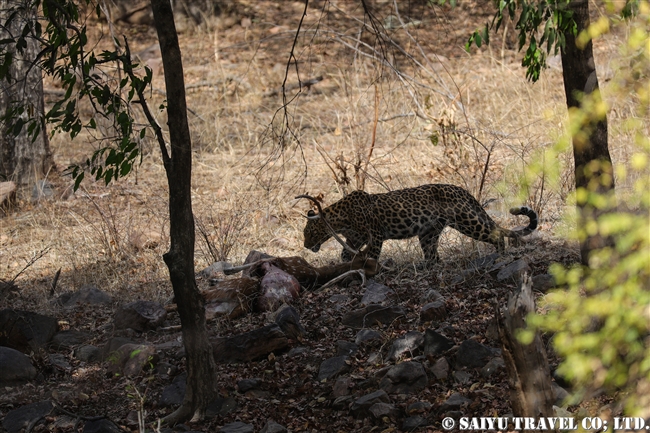 ランタンボール　インドヒョウ　レオパード Indian Leopard (3)