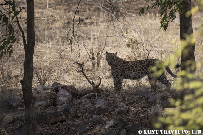 ランタンボール　インドヒョウ　レオパード Indian Leopard (2)