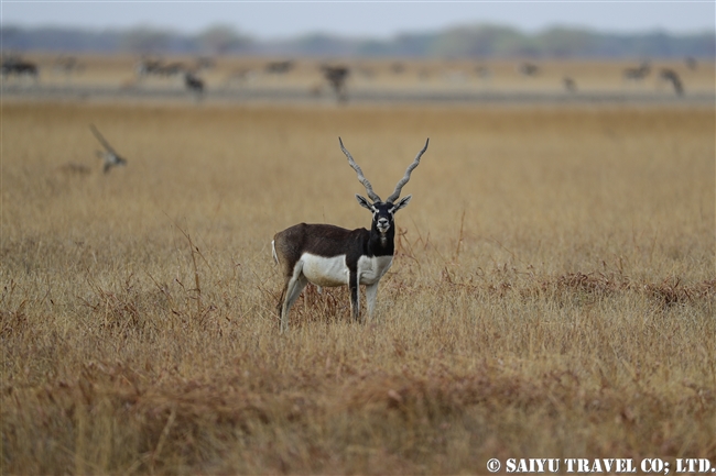 ブラックバック ヴェラヴァダール・ブラックバック国立公園 velavadar blackbuck national park (1)