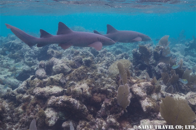 ベリーズバリアリーフ　ホルチャン海洋保護区 Shark Ray Alley (4)