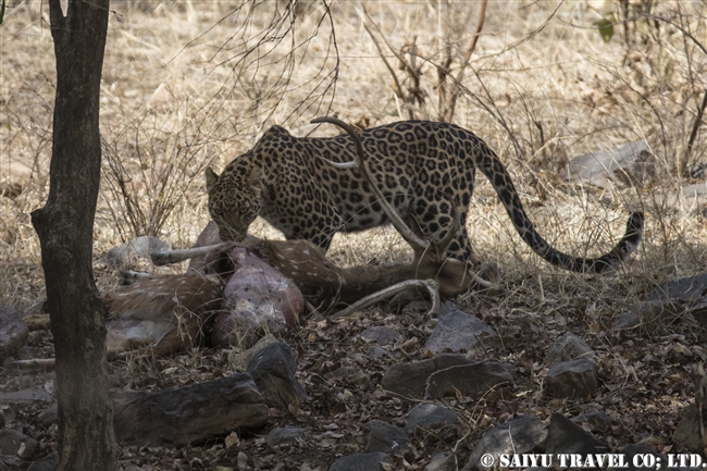 ランタンボール　インドヒョウ　レオパード Indian Leopard (4)