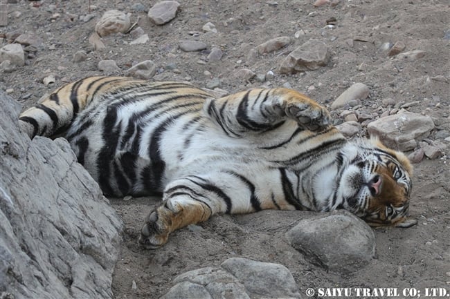 ランタンボール　ベンガルトラ　T41ライラ　Ranthambore Bengaltger (4)