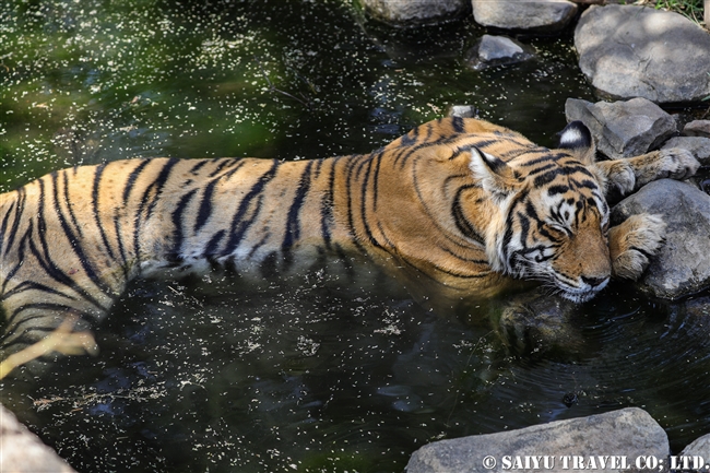 ランタンボール　ベンガルトラ　T-19 クリシュナ　Ranthambore Bengal Tiger (8)