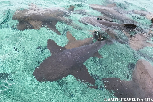 ベリーズバリアリーフ　ホルチャン海洋保護区 Shark Ray Alley (1)