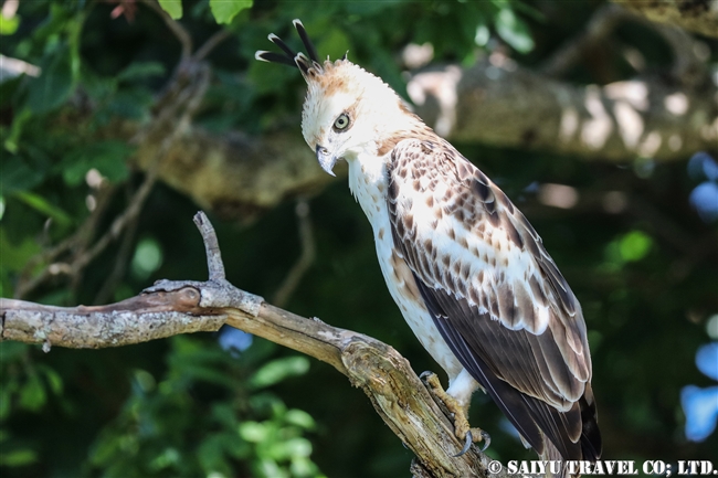 ウダワラウェ国立公園 Udawalawe National Park カワリクマタカ Changeable hawk eagle (7)