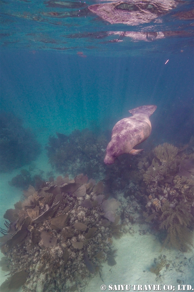 ベリーズ　マナティ　Antillean Manatee　Belize (8)