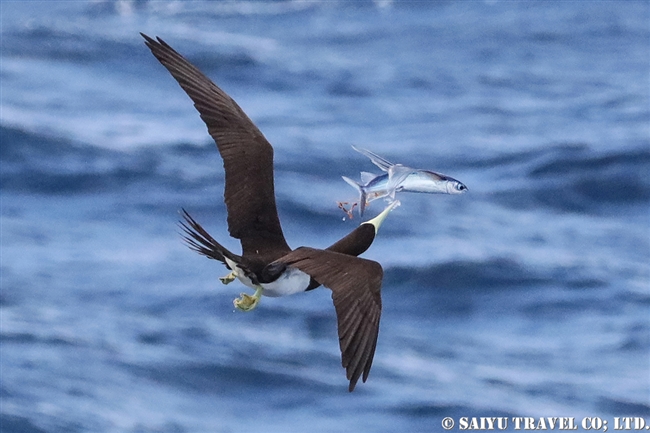 小笠原航路　小笠原諸島　カツオドリ　小笠原丸　Brown Booby Bonin Island (6)