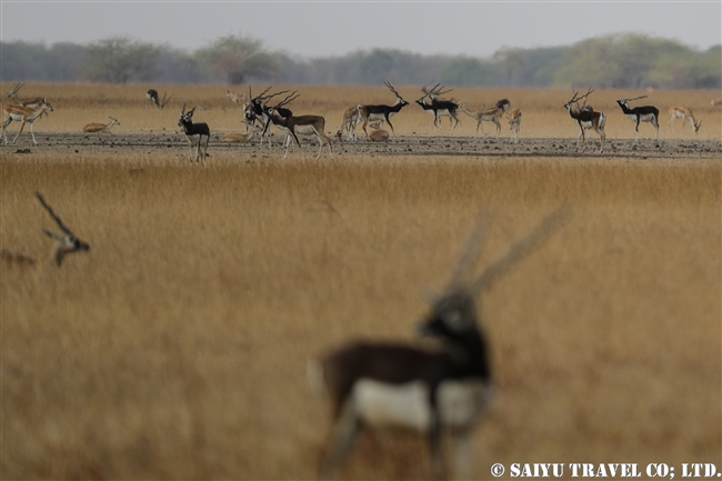 ブラックバック Blackbuck ヴェラヴァダール ブラックバック国立公園 グジャラート ワイルドライフ Wildlife 世界の野生動物観察日記