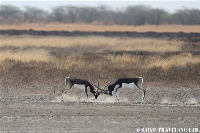 ブラックバック Blackbuck ヴェラヴァダール・ブラックバック国立公園 (9)