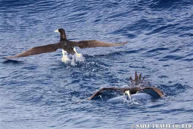 小笠原航路　小笠原諸島　カツオドリ　小笠原丸　Brown Booby Bonin Island (12)