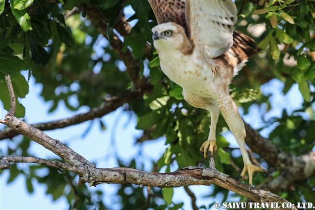 ウダワラウェ国立公園 Udawalawe National Park カワリクマタカ Changeable hawk eagle (3)
