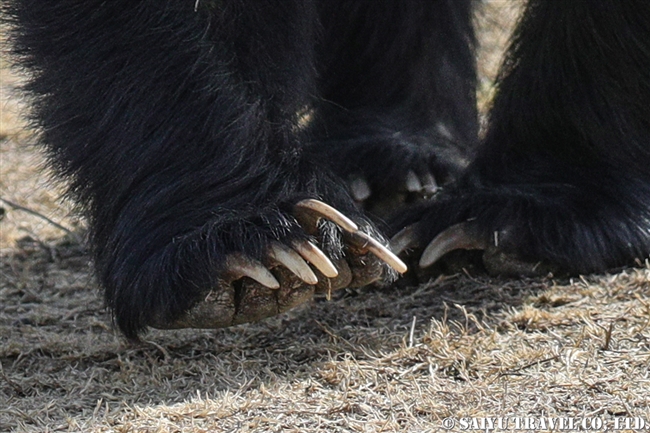 ナマケグマ　Sloth bear のツメ