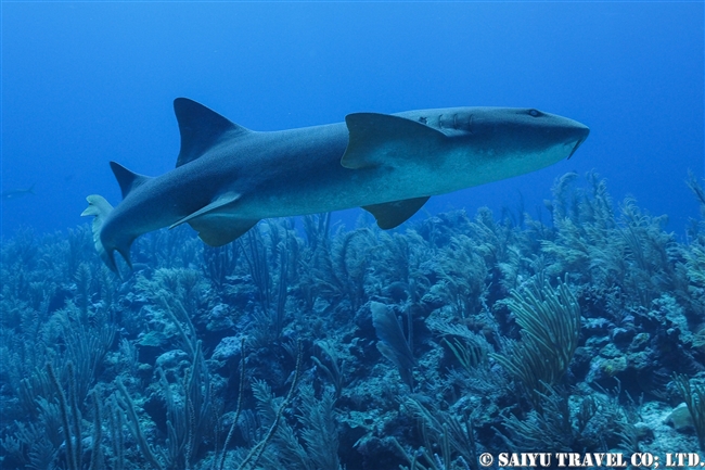 コモリザメ　Nurse Shark ベリーズ　ダイビング　アンバーグリスキー　Ambergris Caye (4)