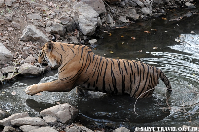 ランタンボール　ベンガルトラ T-25 Bengal Tiger Ranthambore (13)