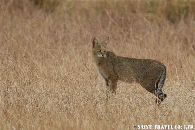 ジャングルキャット Jungle Cat ヴェラヴァダール・ブラックバック国立公園 velavadar blackbuck national park