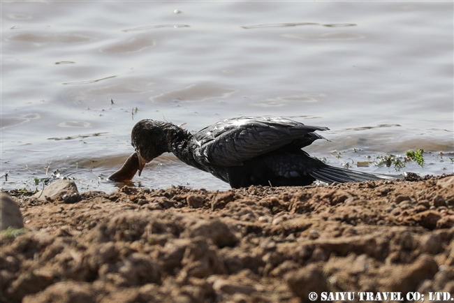 インドヒメウ Indian Cormorant (2)