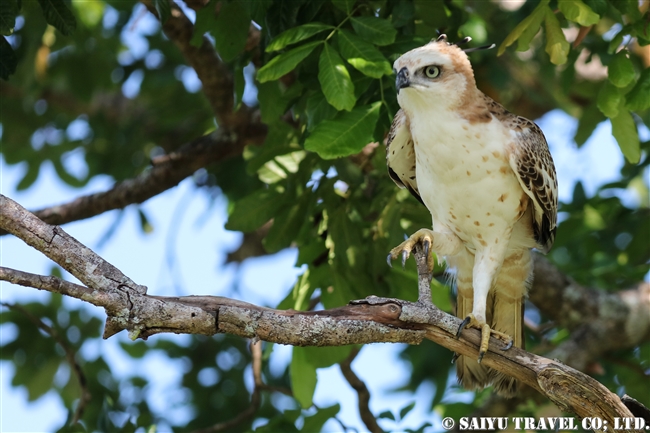 ウダワラウェ国立公園 Udawalawe National Park カワリクマタカ Changeable hawk eagle (2)