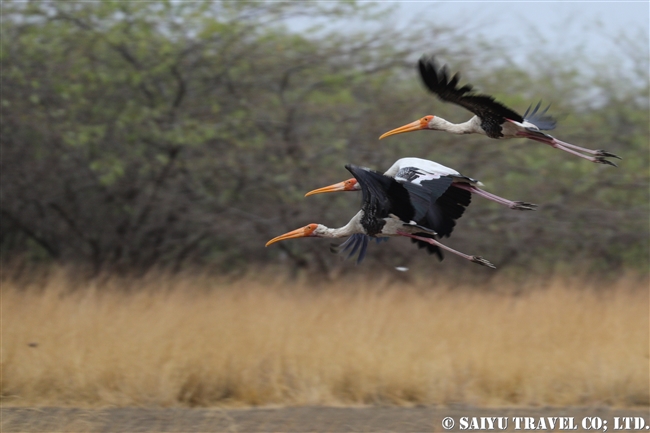 Painted Stork インドトキコウ　ヴェラヴァダール・ブラックバック国立公園 velavadar blackbuck national park