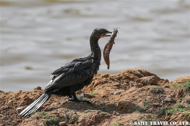 インドヒメウ Indian Cormorant (1)