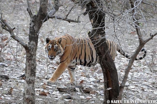 ランタンボール　ベンガルトラ T-25 Bengal Tiger Ranthambore (3)