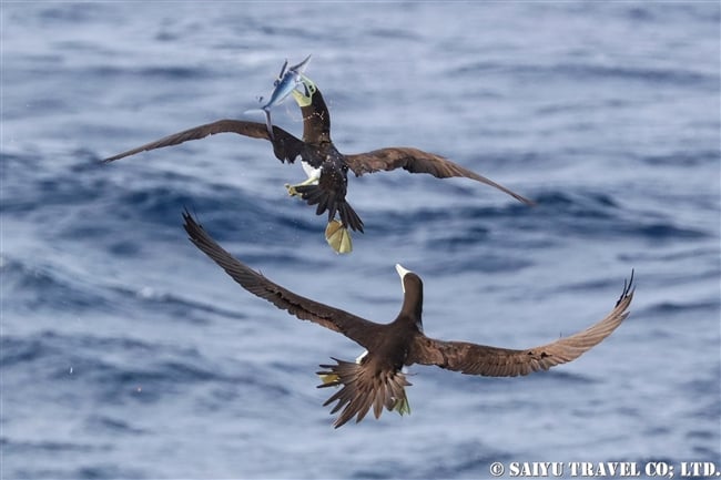 小笠原航路　小笠原諸島　カツオドリ　小笠原丸　Brown Booby Bonin Island (10)