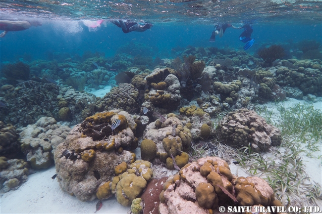 ベリーズ　ホルチャン海洋保護区 Hol Chan Marine Reserve (2)