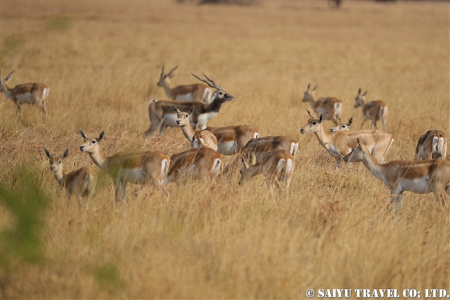 ブラックバック Blackbuck ヴェラヴァダール・ブラックバック国立公園 (13)