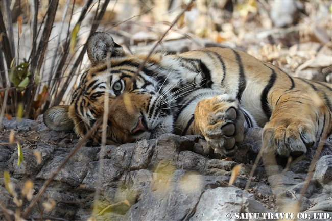 ランタンボール　ベンガルトラ　A cub of T-41 Ranthmabore Bengaltiger (5)