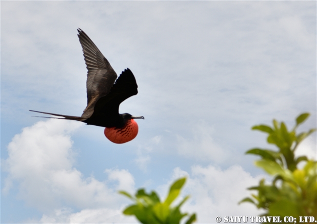 アメリカグンカンドリ　Magnificent frigatebird　ハーフムーンキー Half Moon Caye ベリーズ (16)