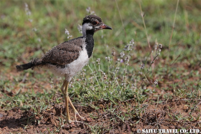 Red-wattled lapwing　インドトサカゲリ　ウィルパットゥ国立公園　Wilpattu National Park (5)