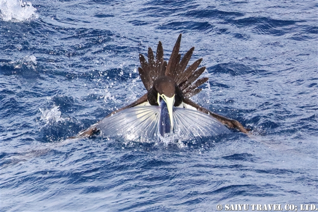 小笠原航路　小笠原諸島　カツオドリ　小笠原丸　Brown Booby Bonin Island (13)