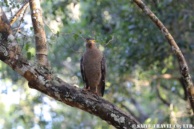 ウィルパットゥ国立公園　Wilpattu National Park (9)