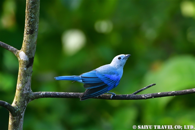 ソライロフウキンチョウ Blue-grey Tanager ASA WRIGHT NATURE CENTRE (13)