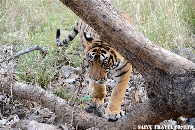 ランタンボール　ベンガルトラ　T-72 Ranthambore Bengal Tiger (10)