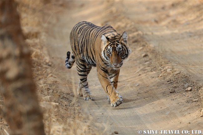 ランタンボール　ベンガルトラ　Cub of T39 Bengal Tiger Ranthambore (11)