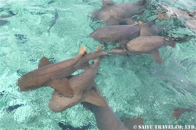 ベリーズバリアリーフ　ホルチャン海洋保護区 Shark Ray Alley (2)