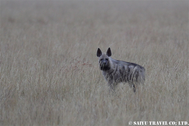 シマハイエナ Striped Hyena ヴェラヴァダール・ブラックバック国立公園 (2)